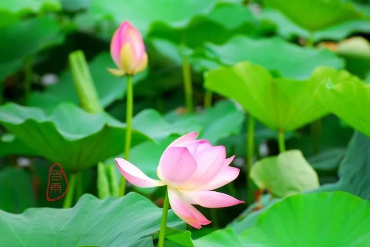 四季荷花的姿态