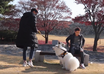 秋田犬太可爱被当街拖走,狗狗对陌生人太友好也有错?