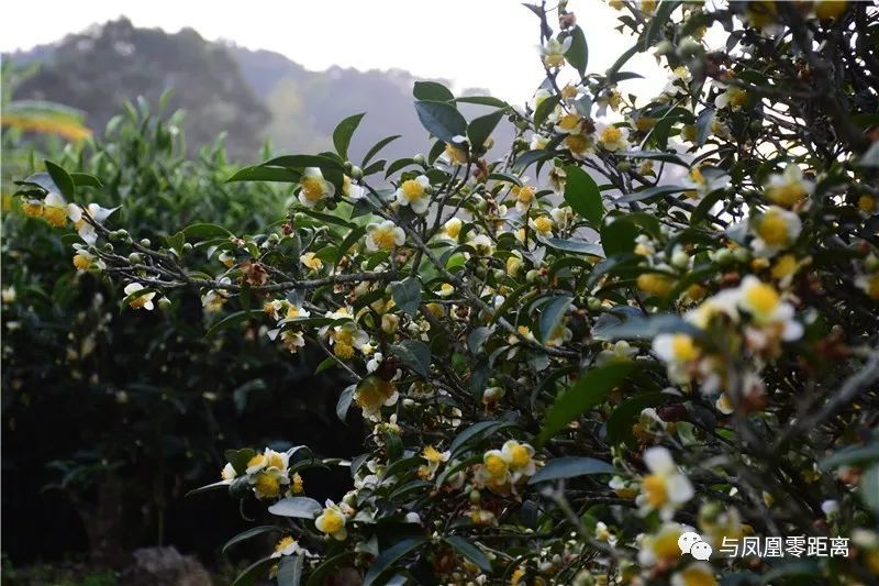 而整株茶树开满茶花,主人称其罕见. 冬季,茶树开花结果纯属自然规律.