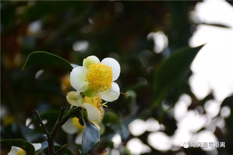 开满茶花的单丛茶