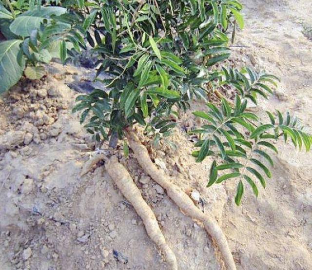 杂草,植物,牛大力,花卉,植株