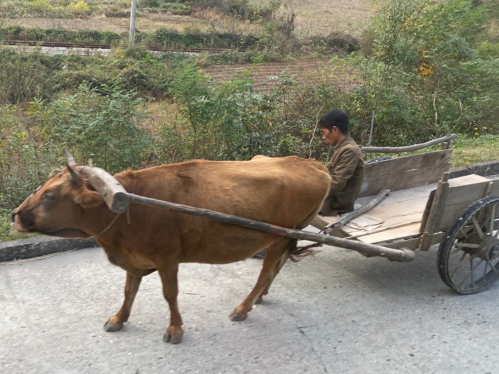 牛车在朝鲜农村很常见.