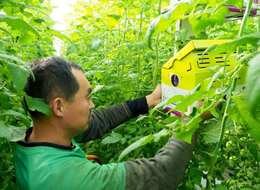 德州的"亚洲第一棚"采摘了!