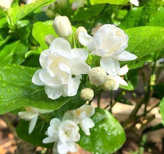 怎样让茉莉花冬天也开花?做到"3招",枝壮叶绿,又开花了