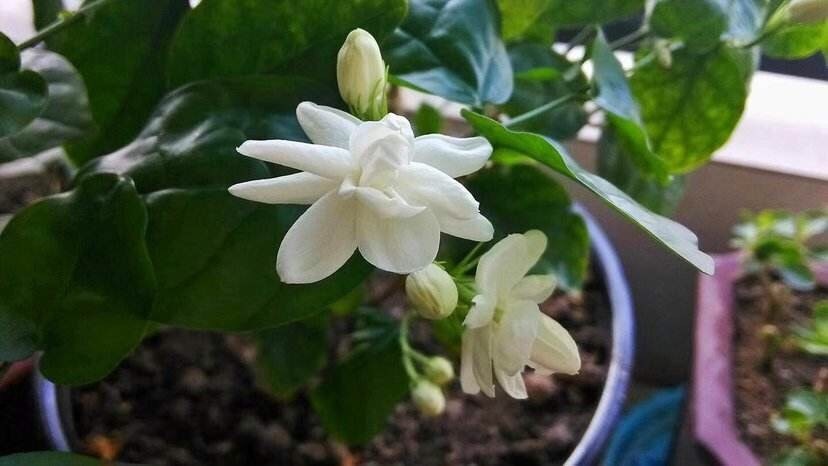 怎样让茉莉花冬天也开花?做到
