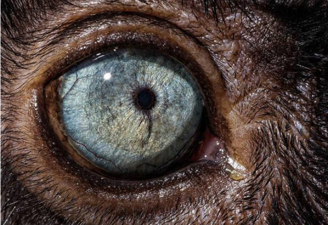 心理学:下面哪一只眼睛是老鹰的眼睛?测你5年后的人生