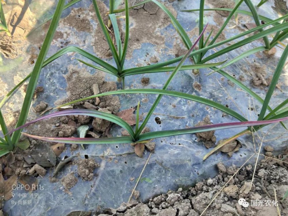 大蒜,根腐病,植株