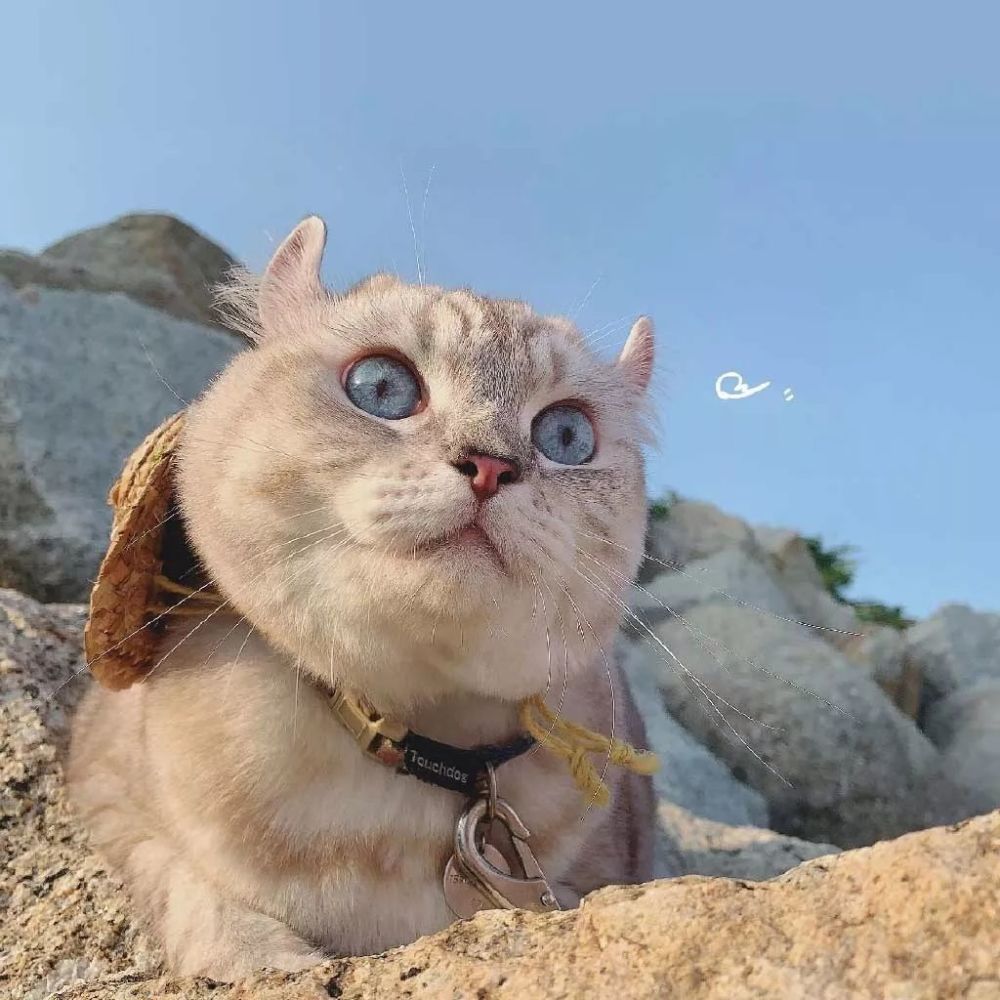 可爱喵喵萌宠头像 小熊藏进冬天 万物开始冬眠