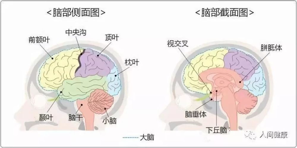 大脑被分为前额叶,颞叶,顶叶,枕叶等,其承担着各种不同的功能.