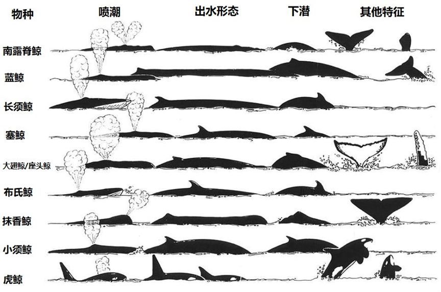 一群人坐着小船围观鲸鱼,鲸鱼不烦吗?