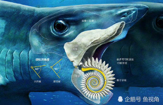 称霸海洋800万年的"怪鲨",牙齿如圆锯,让科学家百年争