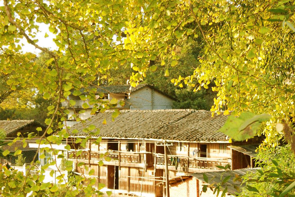 福建南平顺昌古银杏林