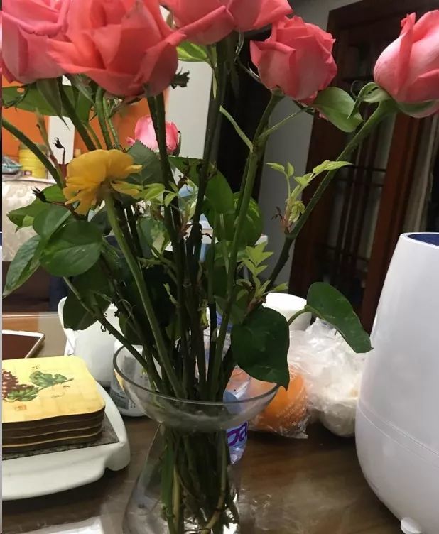 水培,月季花,花盆