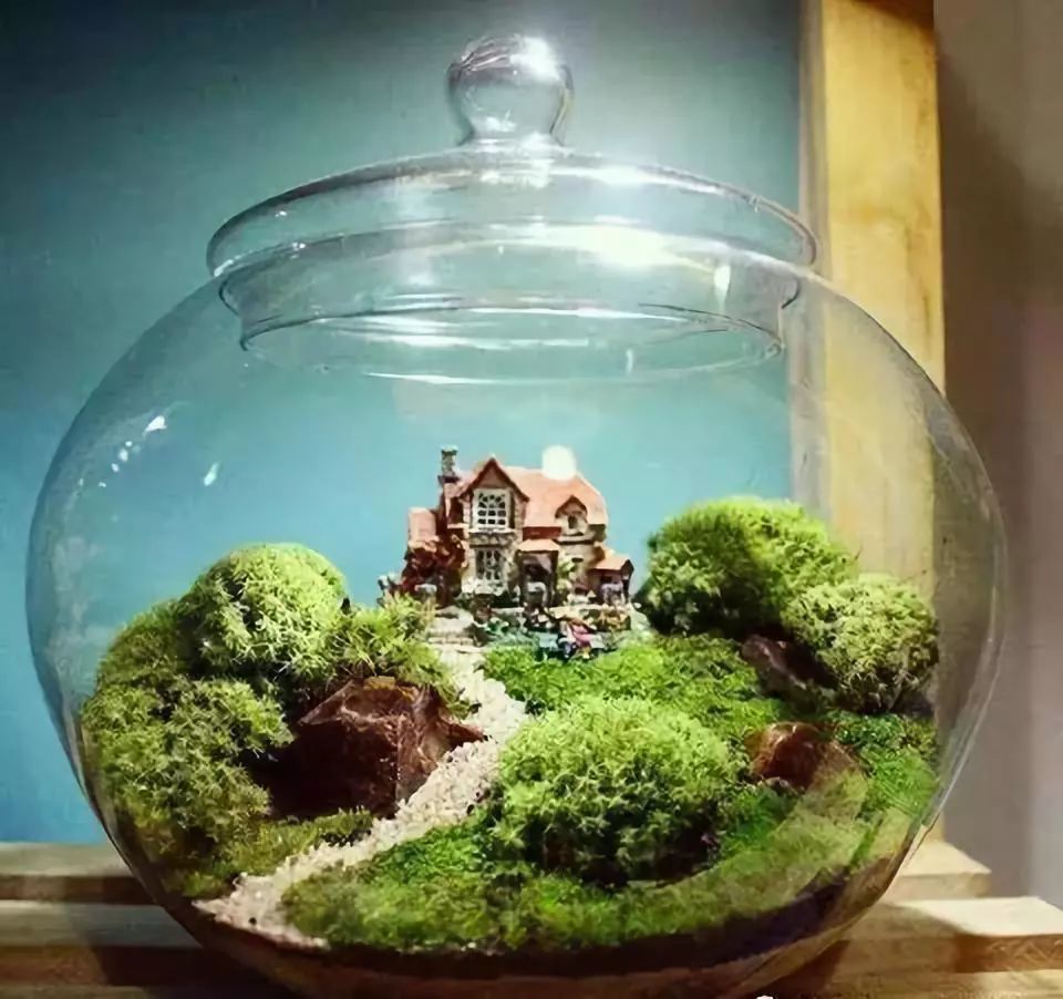 苔藓微景观造景
