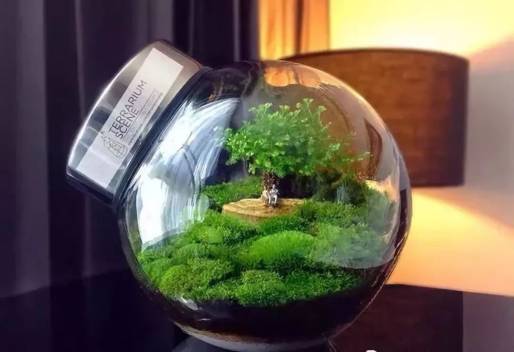 苔藓微景观造景