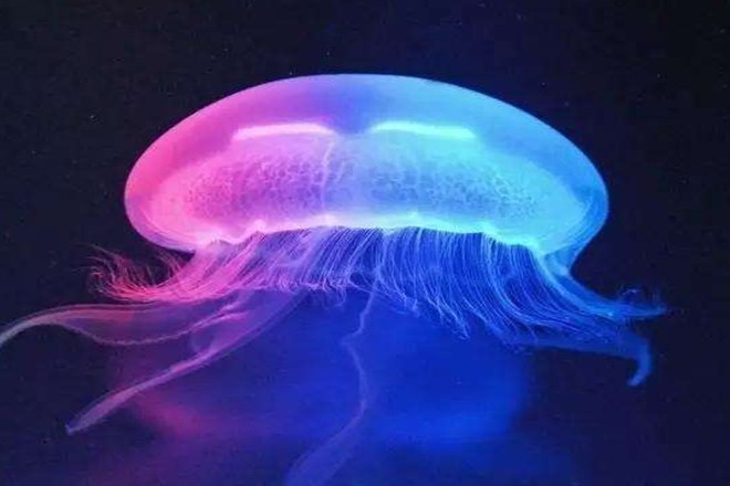 会发光的彩虹水母,看看它们是怎么繁殖的!