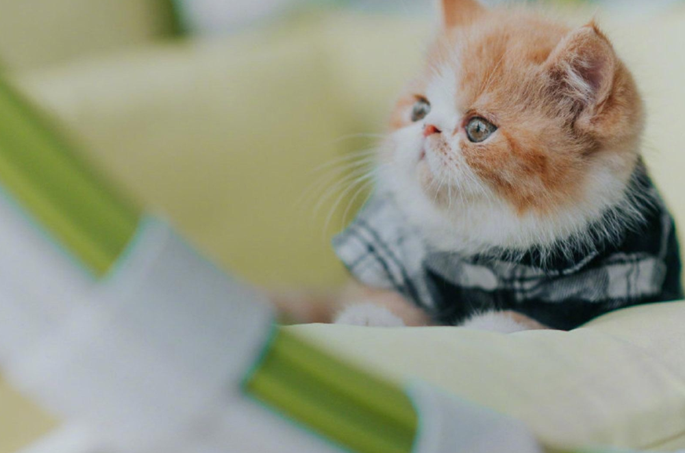 呆萌可爱猫咪壁纸,你喜欢吗