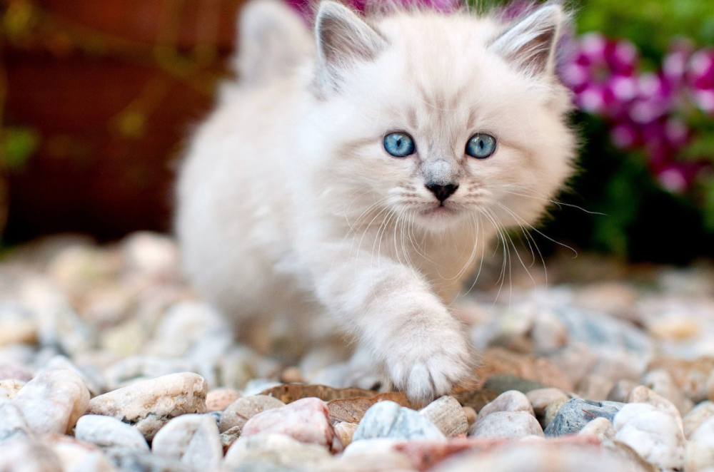 唯美高清壁纸:超可爱的小猫咪,一起欣赏吧