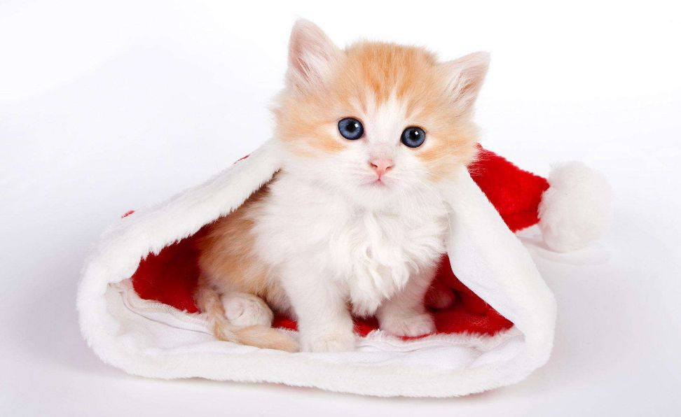 猫咪,小猫,菊花,绝育