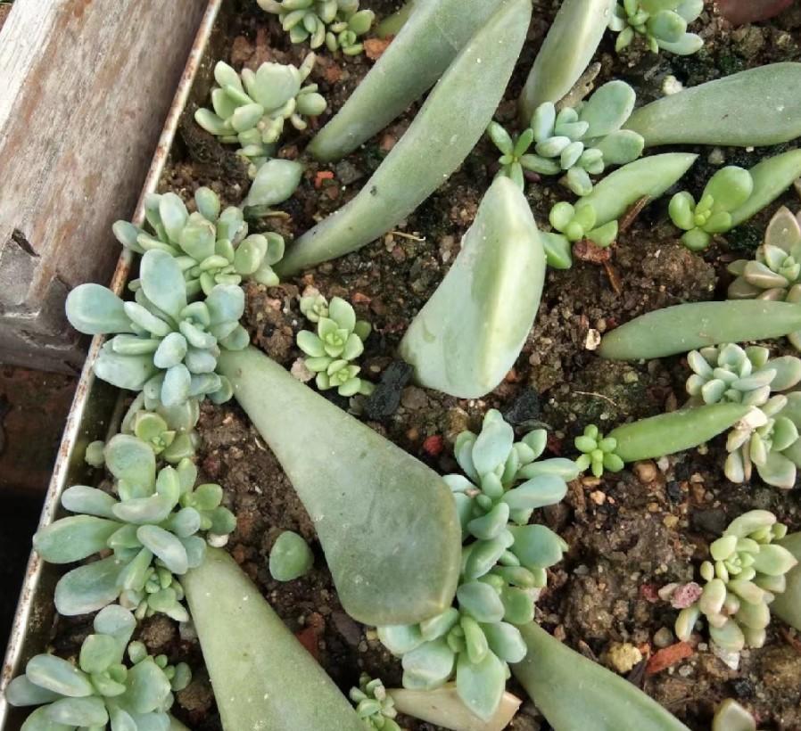 多肉,扦插,植物
