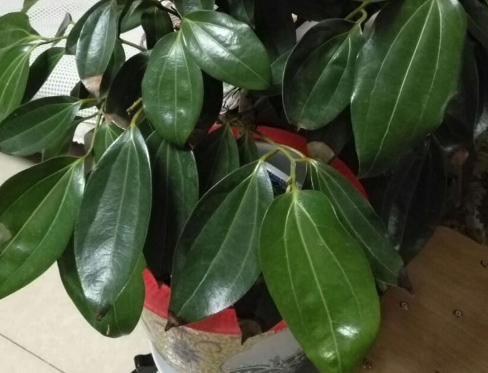 平安树,客厅,叶子,四季,植物,盆栽植物