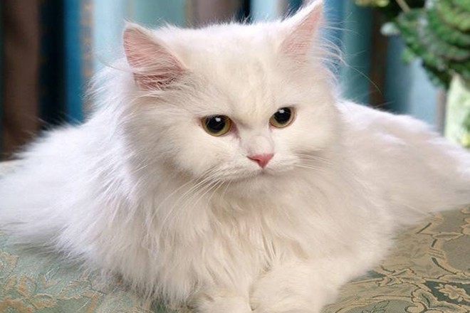 古老又高贵的猫中贵族——安哥拉猫,你喜欢它吗?
