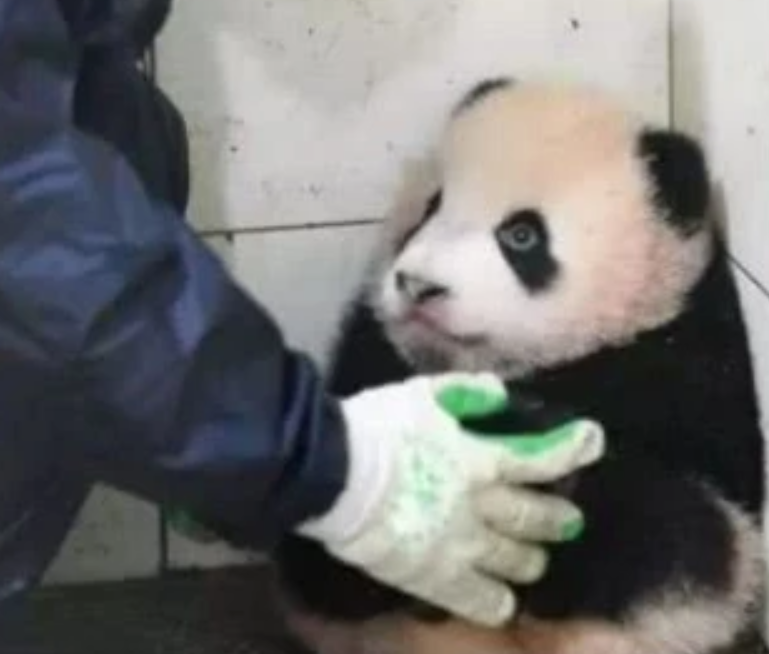 熊猫咬完人后为啥会默默的绝食,因为愧疚吗?饲养员说出了心酸实情