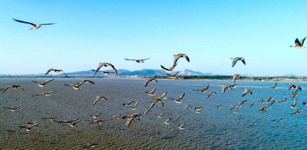 黄陂湖,安徽,庐江县,黄陂湖湿地