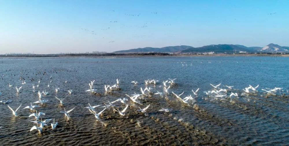 黄陂湖,安徽,庐江县,黄陂湖湿地