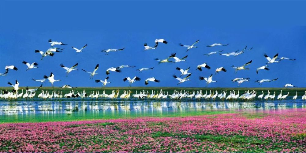 距南昌市区60公里 南矶湿地 是赣江南,中,北三支与鄱阳湖主水体交汇
