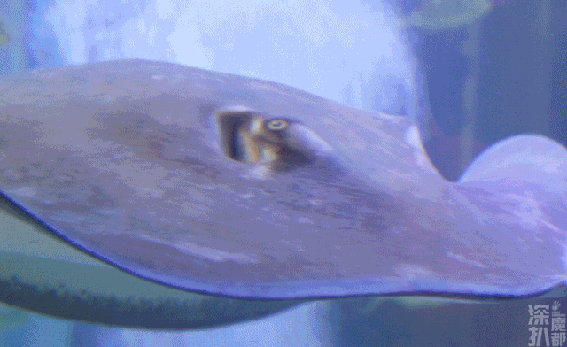 还有获得了《火影忍者》动画制作委员会官方授权的, 全国首家《火影