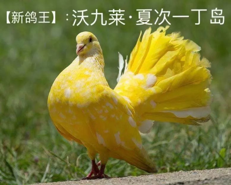 鸽王用的表情包