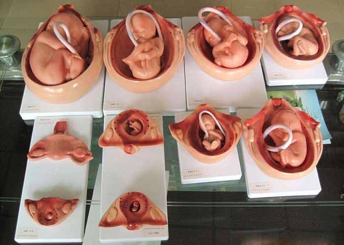 胎儿,孕妈,生长发育,怀孕,发育,宝宝