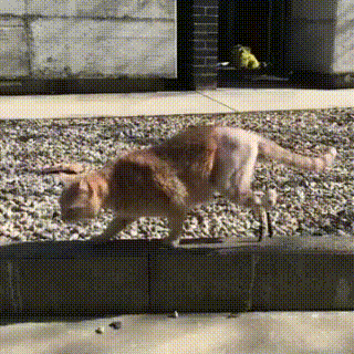 险些被遗弃的橘猫,被领养后又遭遇车祸,它用一年时间重新奔跑