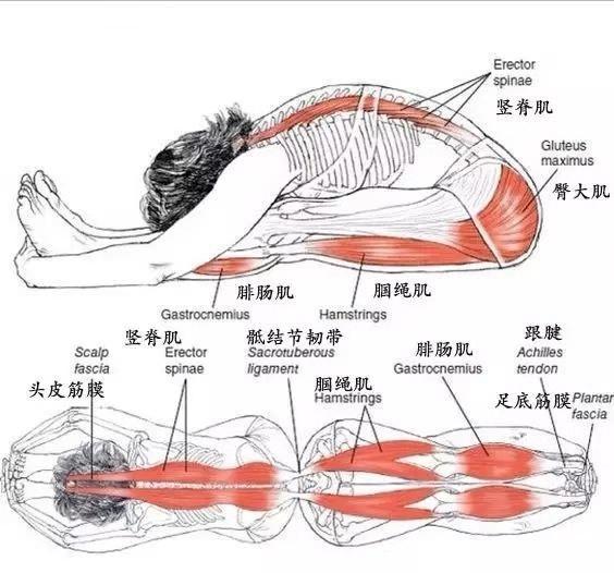 不了解腘绳肌,就盲目前屈,小心伤腰,一个小检测了解你