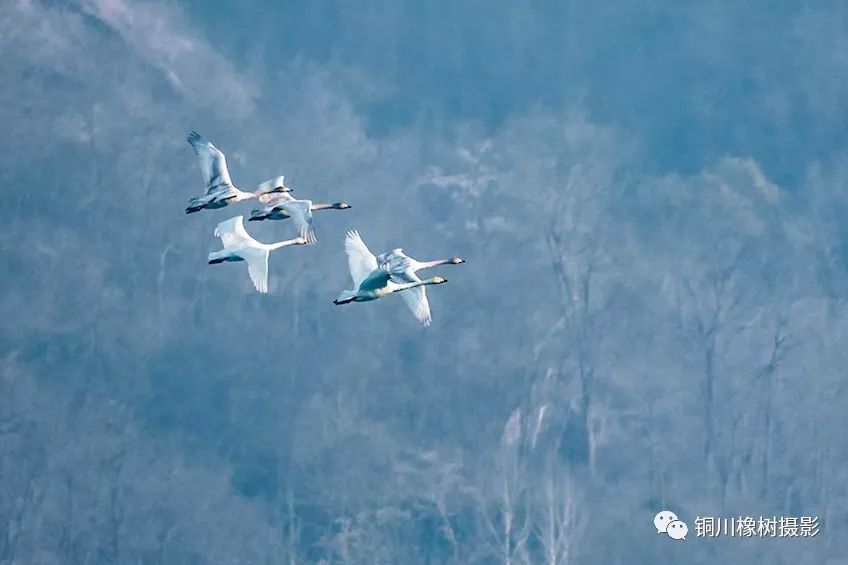 铜川天鹅湖,自由飞翔,美不胜收