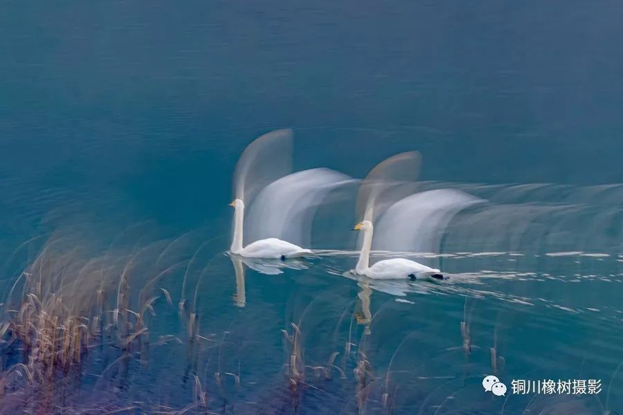 铜川天鹅湖,自由飞翔,美不胜收