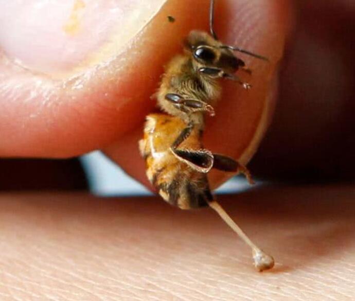 在城市里长大的人可能很少看蜜蜂采蜜的样子,而生活在农村的人,肯定