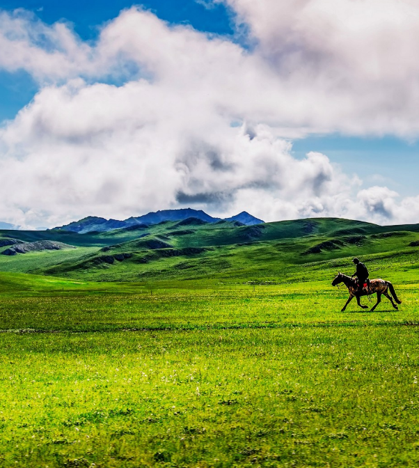 蓝天白云下绿草如茵,清新自然,骑着骏马在草原上悠闲自得,令人向往.