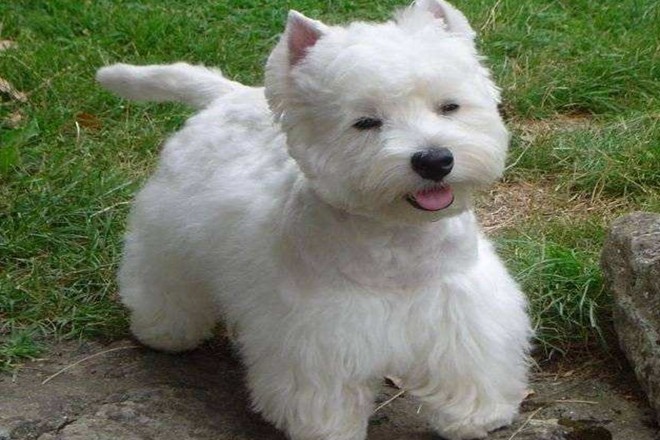 你知道西高地白梗犬吗?它有什么性格特点?