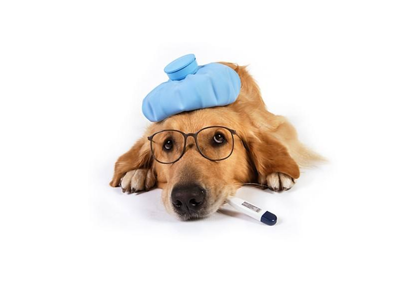狗狗生病不肯吃药怎么办?这几招教给你,再也不怕狗狗不吃药了