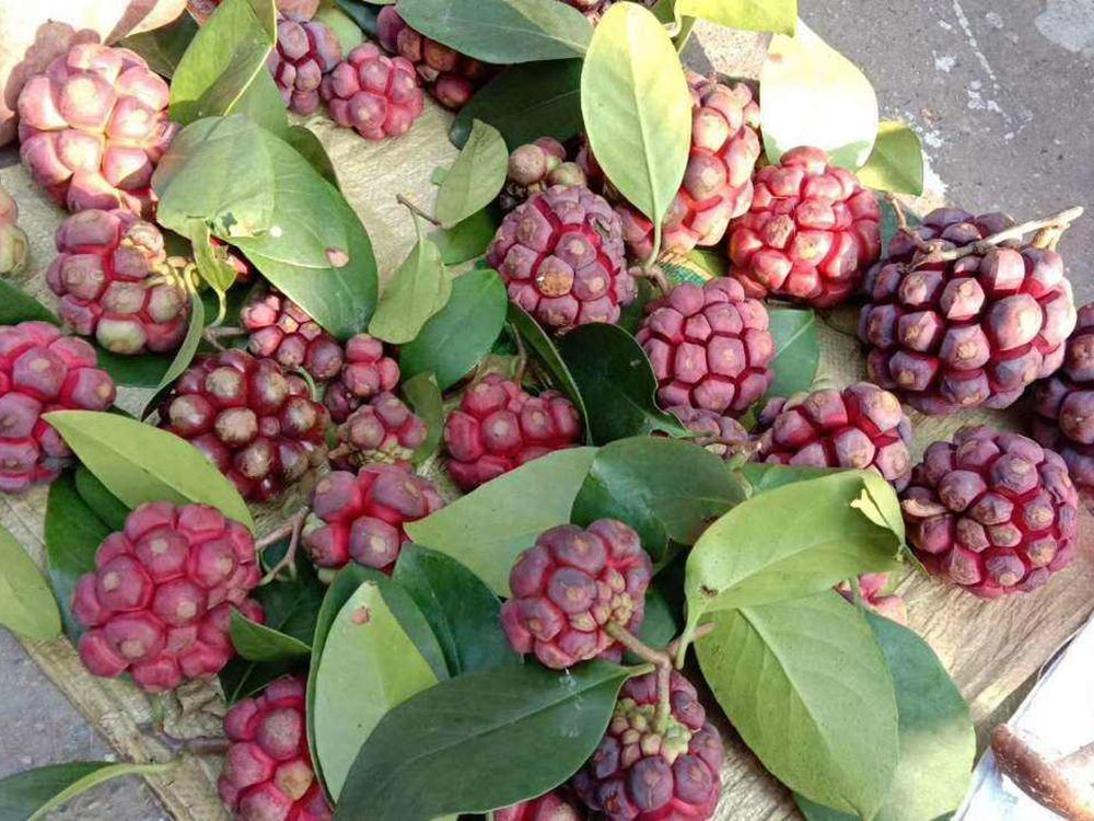 果农,布福娜,水果,种苗,黑老虎