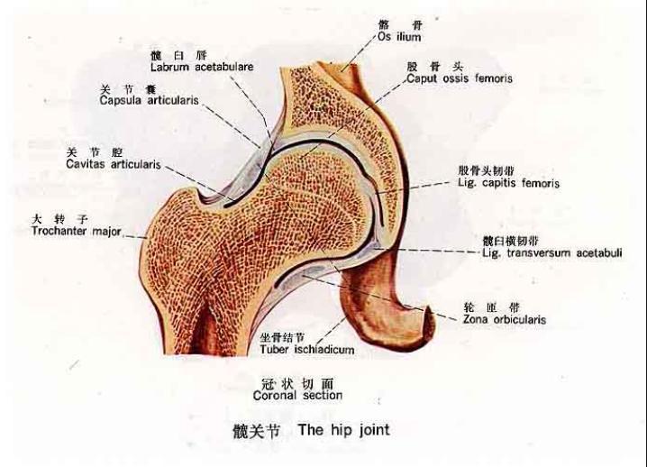 髋关节疼痛的原因 髋关节疼痛简单的锻炼方法——健康