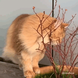 吹风都能吹出超模感,网友家的猫还真是不一样的烟火