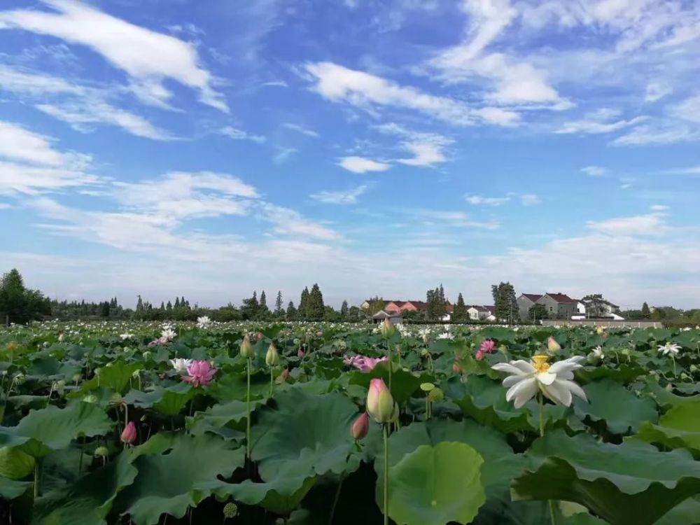 河山镇,桐乡市,桂花村,梧桐街道,乡村振兴,大麻镇