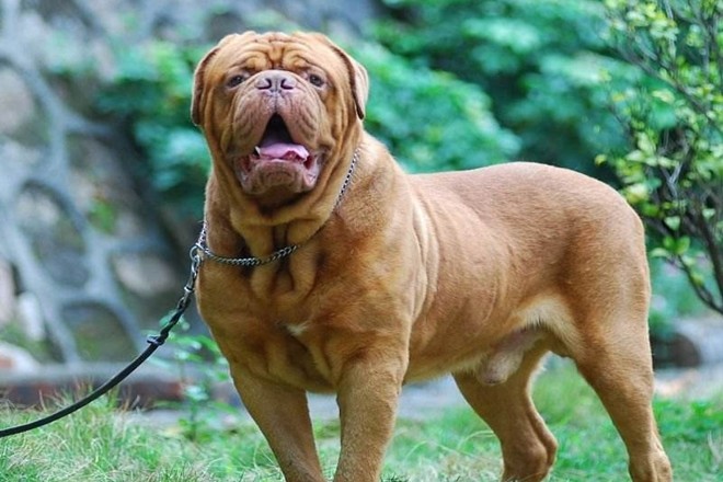 "波尔多犬",法国最为凶猛的犬,从事各个领域的工作犬!