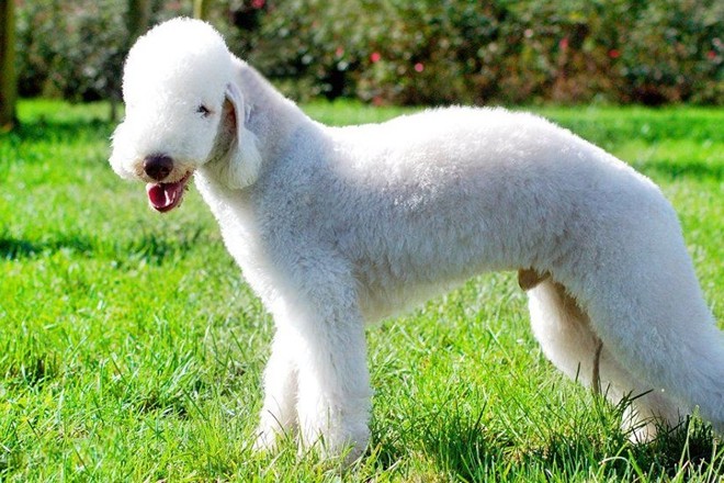 贝灵顿梗犬——集所有高贵气质于一身,从不脱毛的宠物