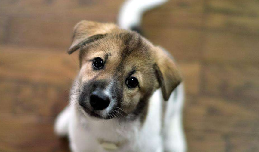 如果狗狗会说话,它会对你说什么呢?它可能会说这几句话,看完泪目