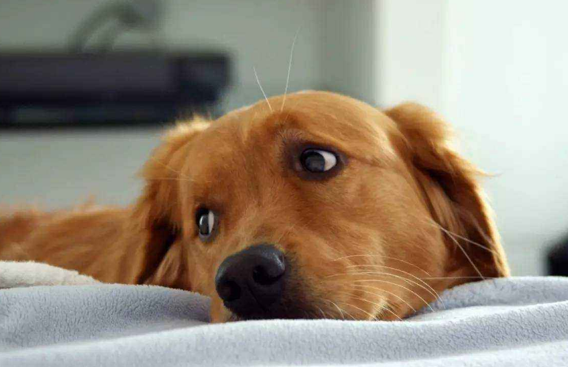 如果狗狗会说话,它会对你说什么呢?它可能会说这几句话,看完泪目