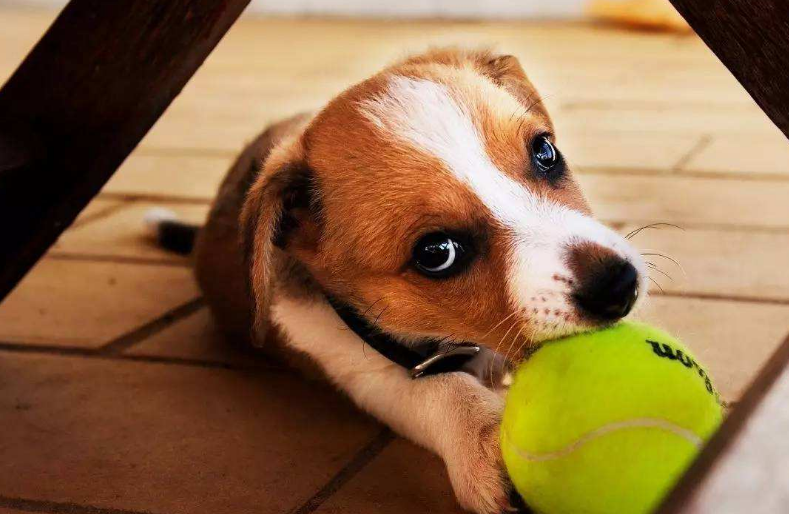 如果狗狗会说话,它会对你说什么呢?它可能会说这几句话,看完泪目